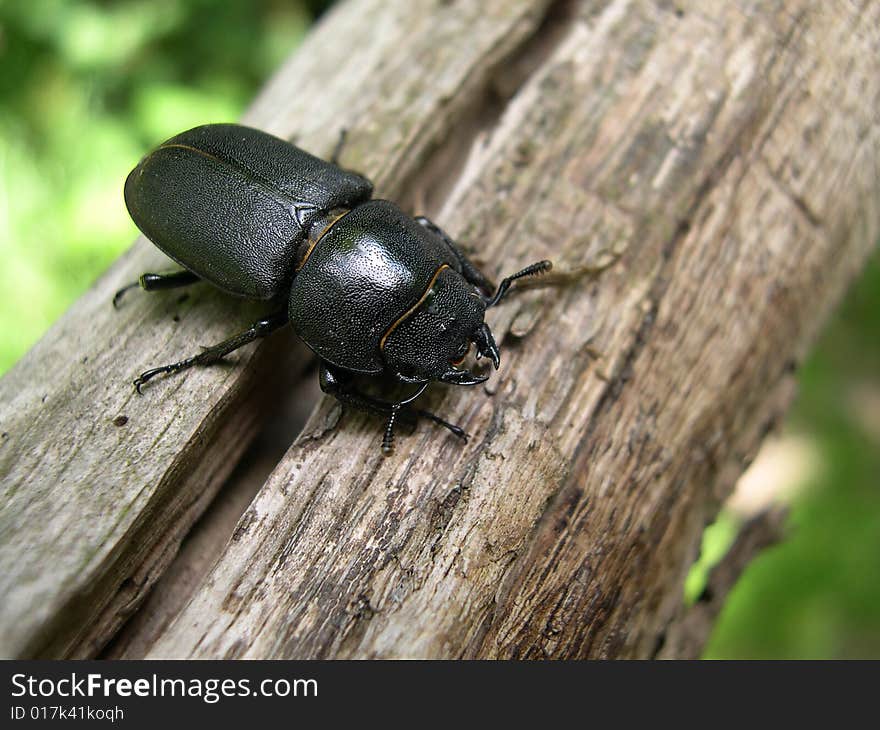 Minor Stag Beetle