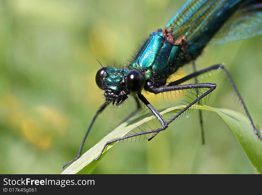 A close-up view of a Banded Demoiselle pearched on a blade of grass