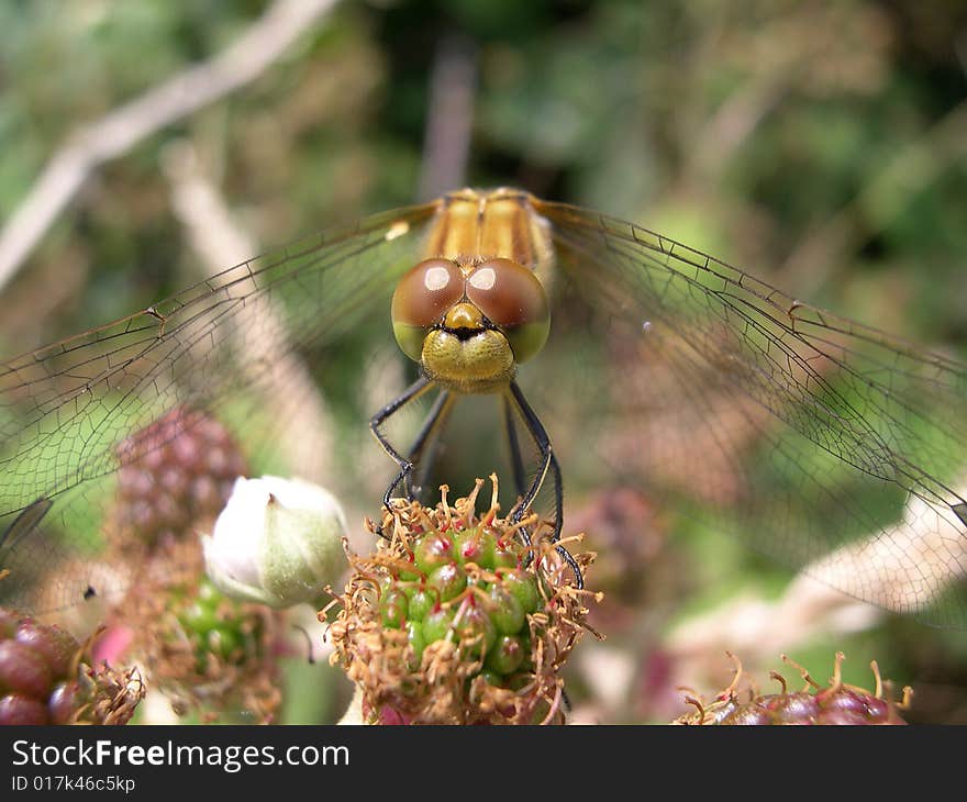 A dragonfly resting on a bramble plant. A dragonfly resting on a bramble plant