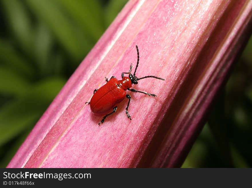 Lilly Beetle