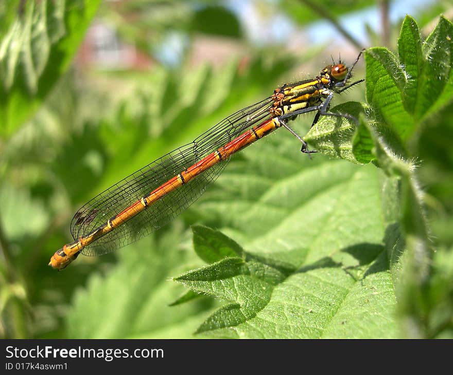 Large Red Damselfly (Pyrrhosoma nymphula)