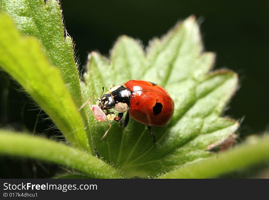 Two-Spotted Ladybird With Prey