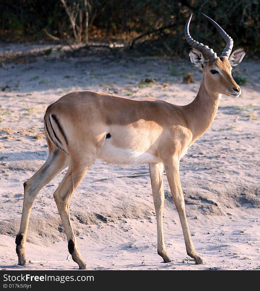 Male impala in game park, Africa