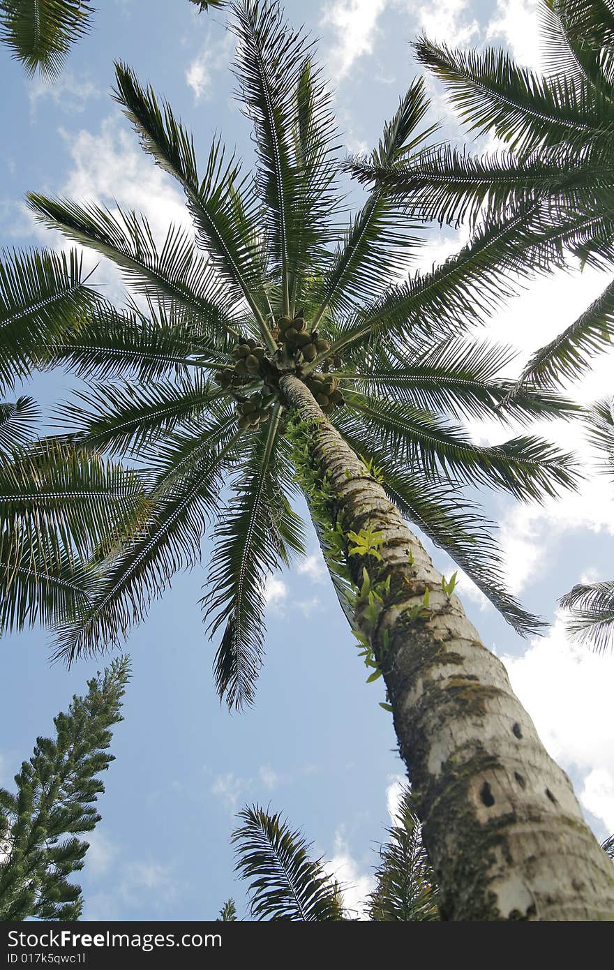 Looking up at a coconut palm against blue sky and clouds