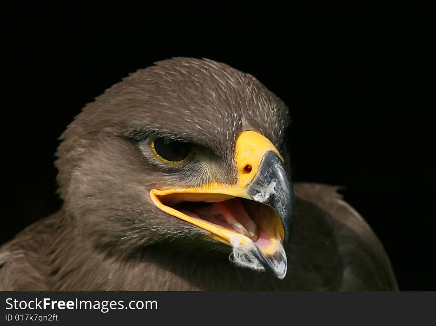 Head of eagle on black background