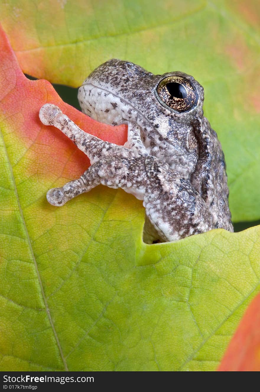 A gray tree frog is climbing in fall leaves. A gray tree frog is climbing in fall leaves.