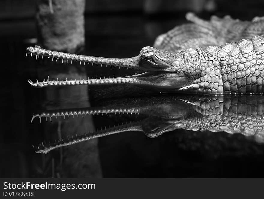 A crocodile in ZOO Prague