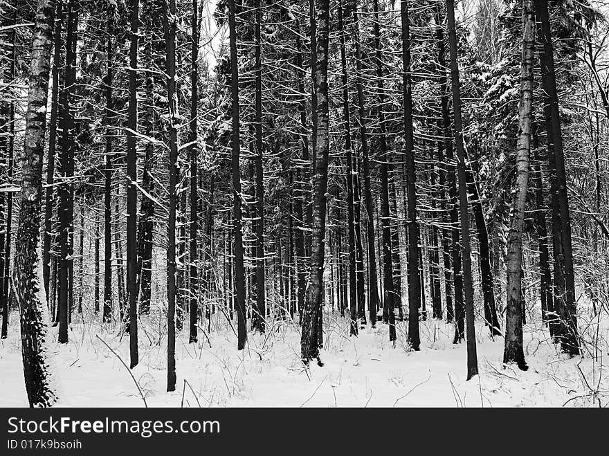 Wood in winter and snow