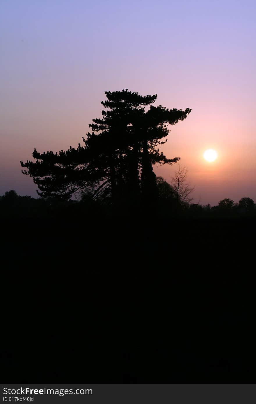 Silhouetted trees