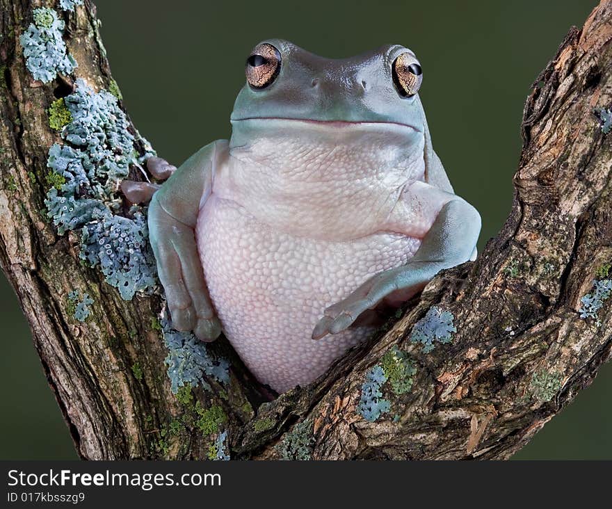 Resting Tree Frog