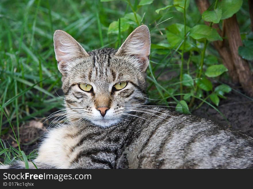 Striped cat rest on the grass