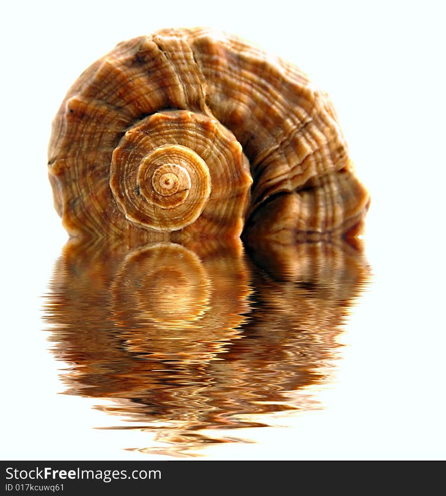 Colored spiral shell