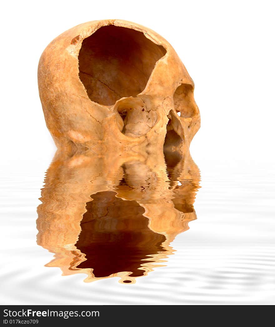 Old broken skull against white with reflection in water