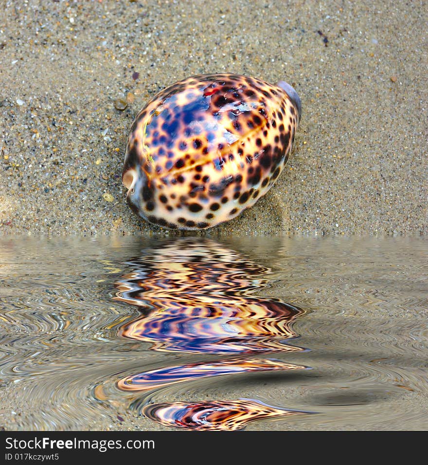 Seashell over wet sand near water