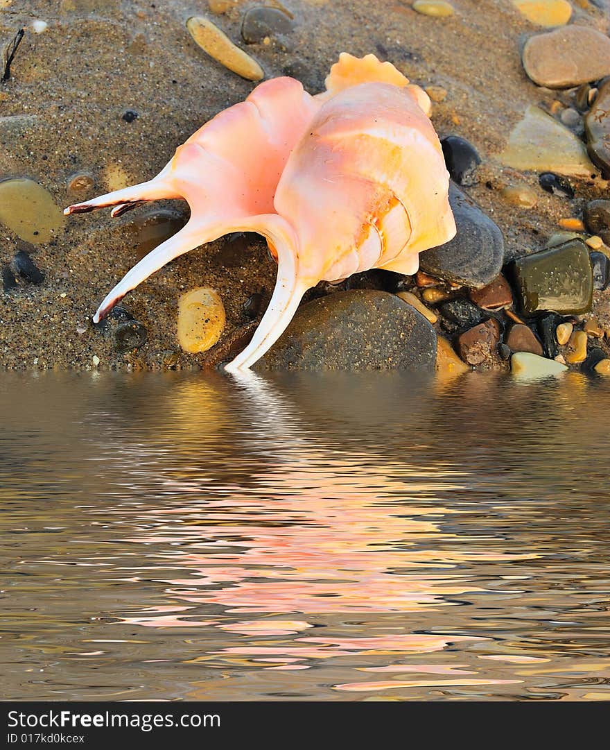 Closeup of sea shell over wet sand near water. Closeup of sea shell over wet sand near water