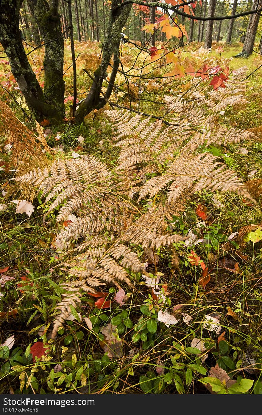 Fall colors in the forest with ferns in the foreground in the Upper Peninsula of Michigan. Fall colors in the forest with ferns in the foreground in the Upper Peninsula of Michigan.