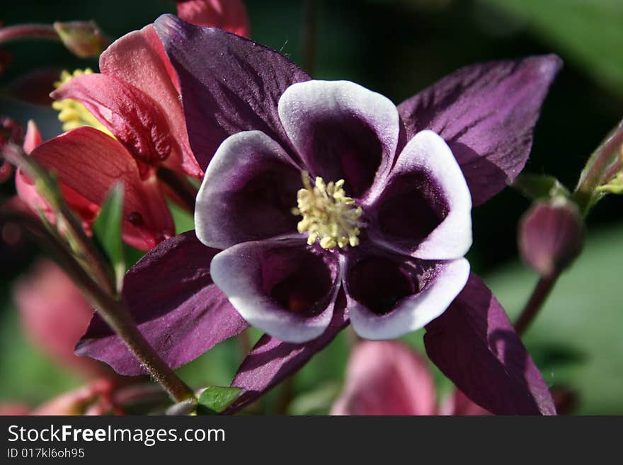 Columbine