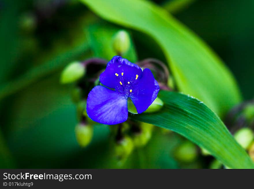 Blue flowers on green field