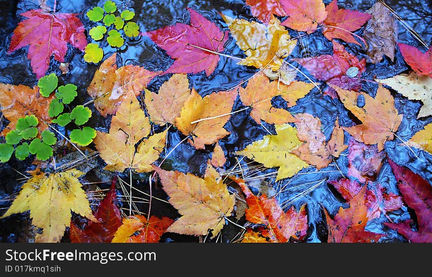 Fallen Colorful leaves in fall