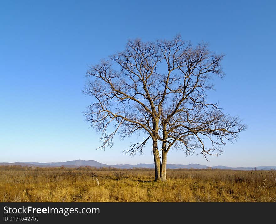 Lonely old elm in the autumn