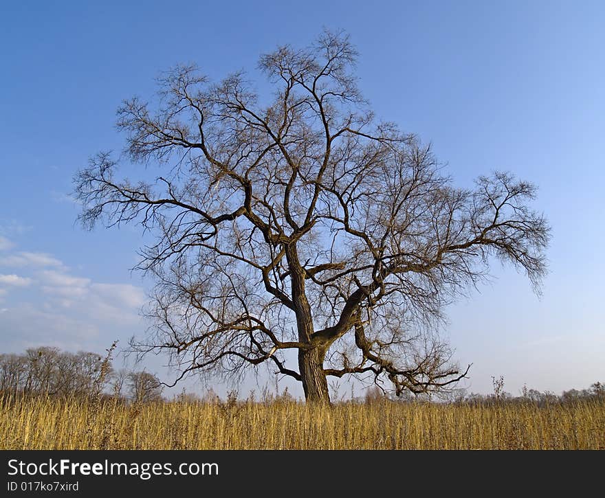 Lonely old elm in the autumn