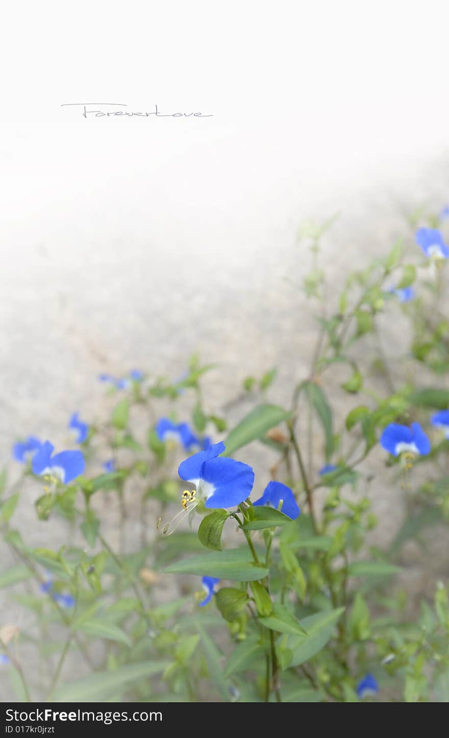 Blue flower and green grass on the white background. Blue flower and green grass on the white background