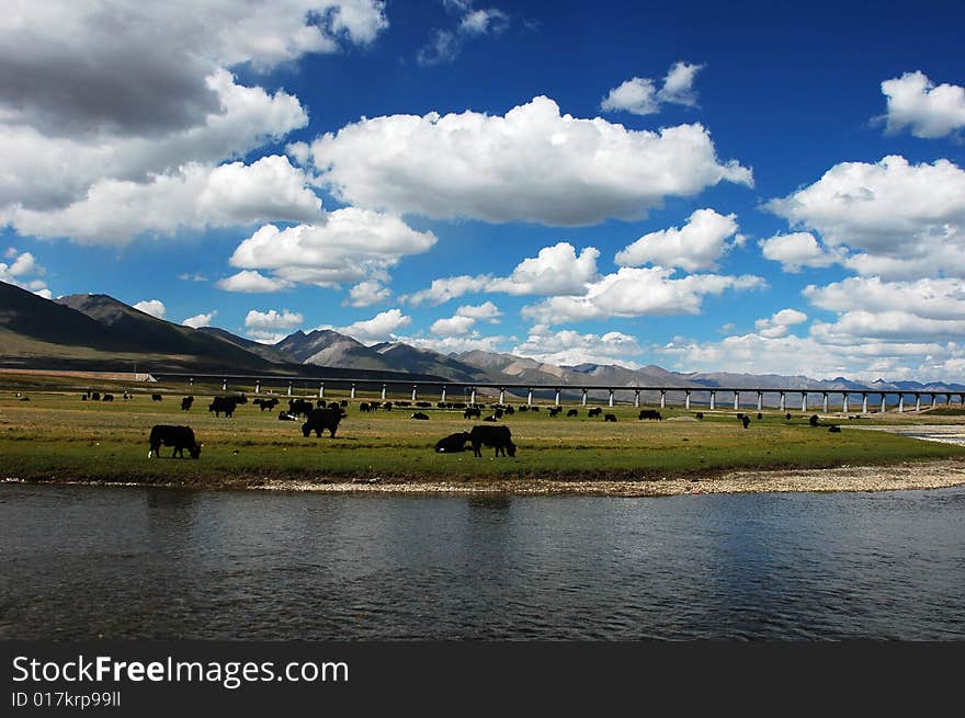 White clouds and blue skies near lhasa,tibet,with yaks and the tibetan railway bridge. White clouds and blue skies near lhasa,tibet,with yaks and the tibetan railway bridge.