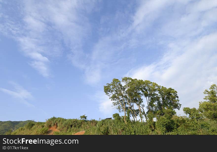 Trees under the sky