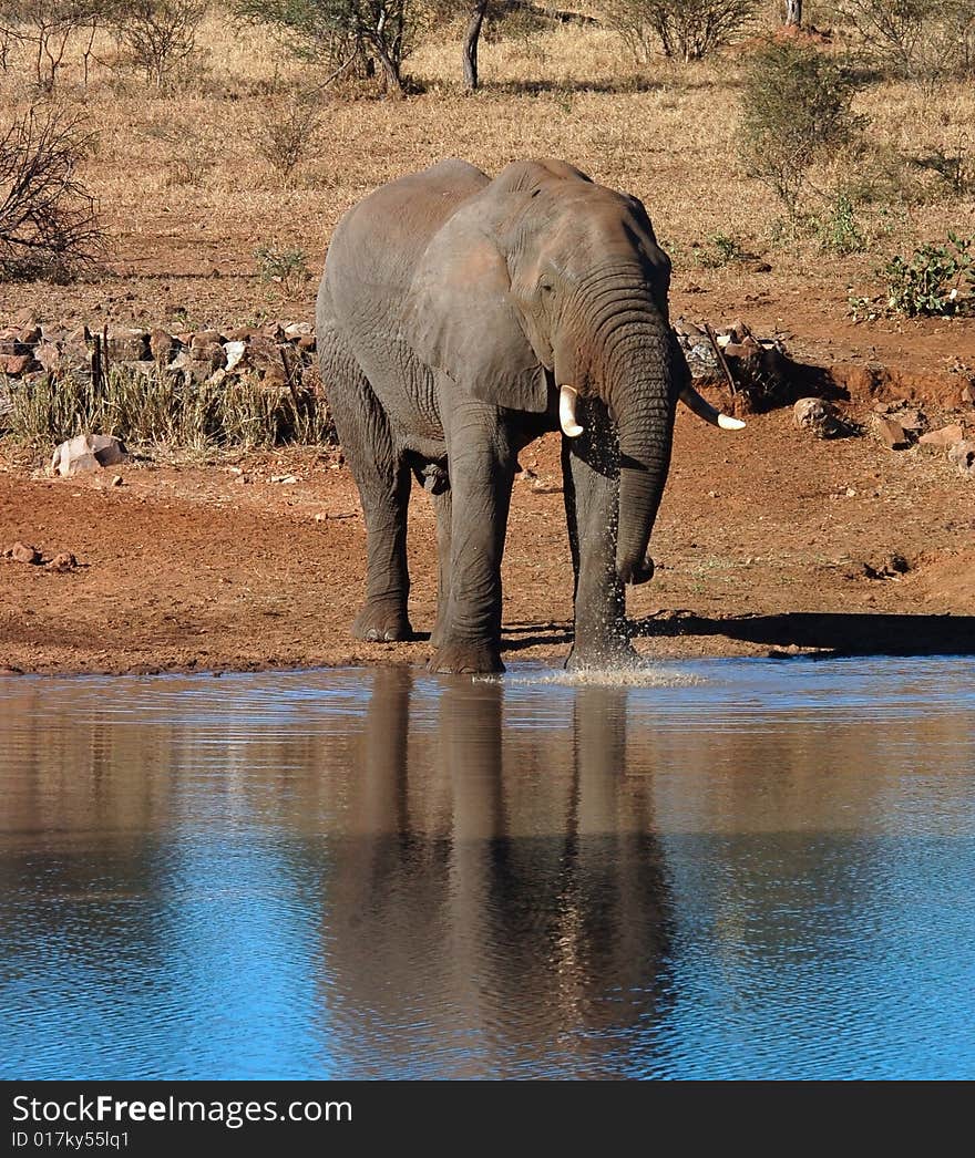 An African Elephant wild in Africa at a water hole.