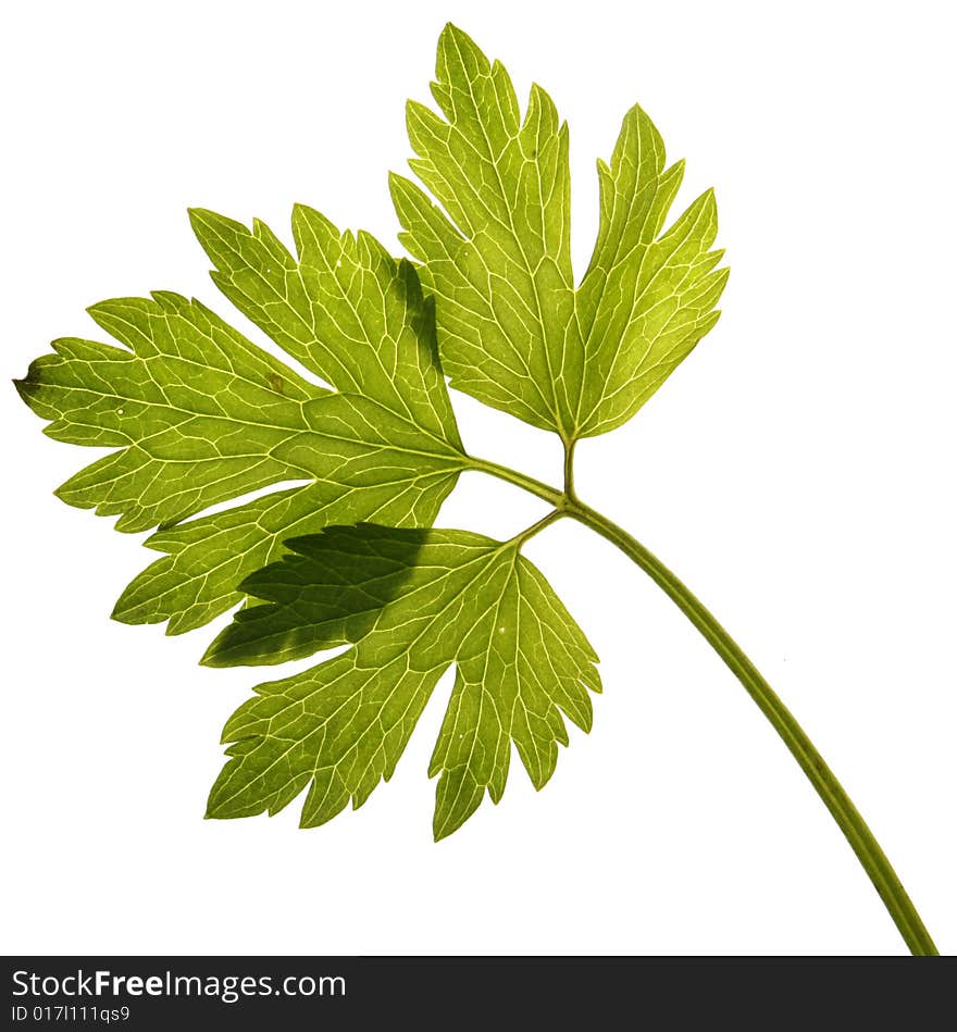 Single leaf on white background