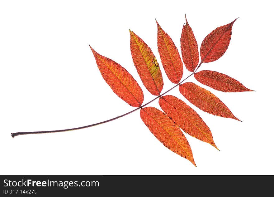 Red leaf on white background