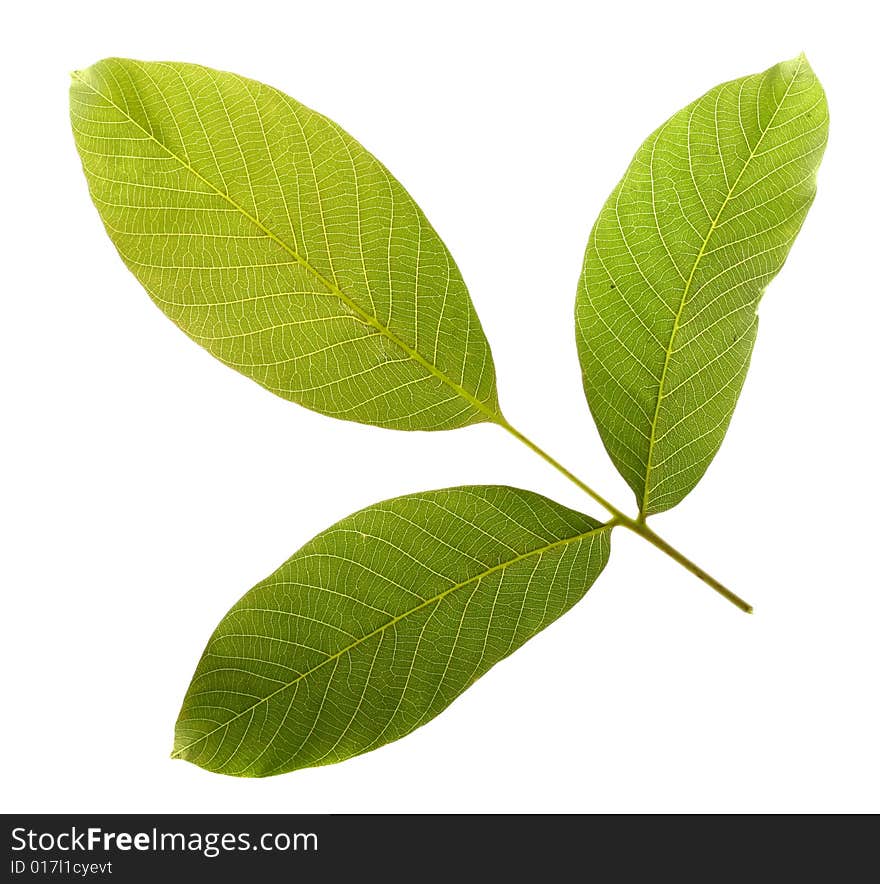 Single leaf on white background