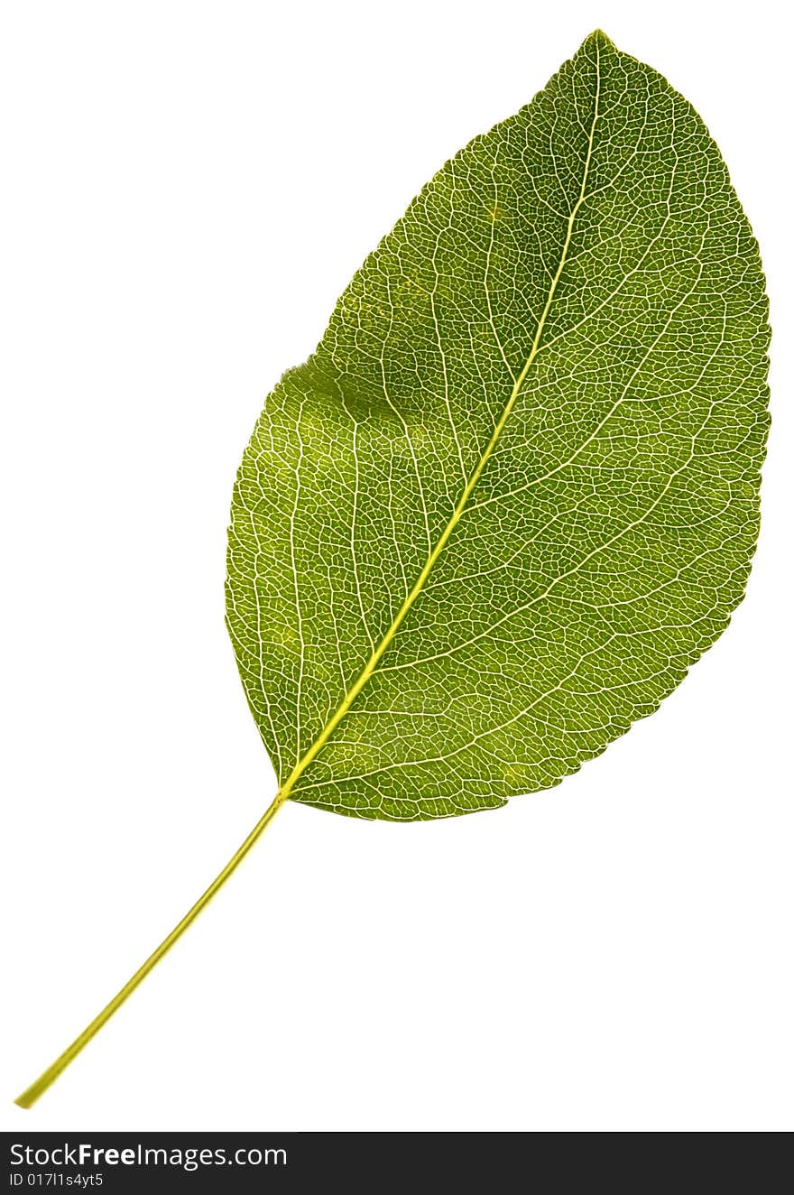 Single leaf on white background