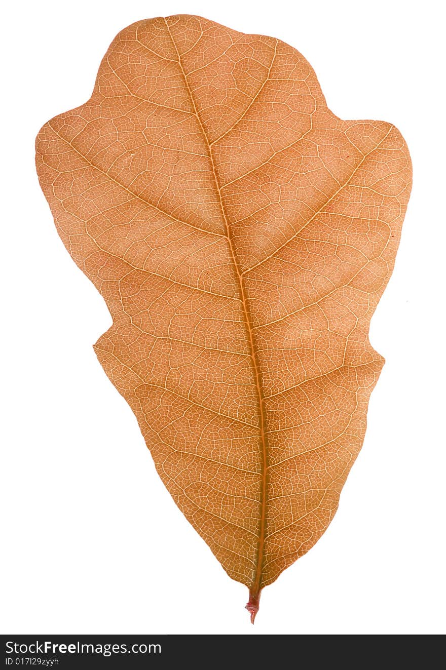 Single leaf on white background