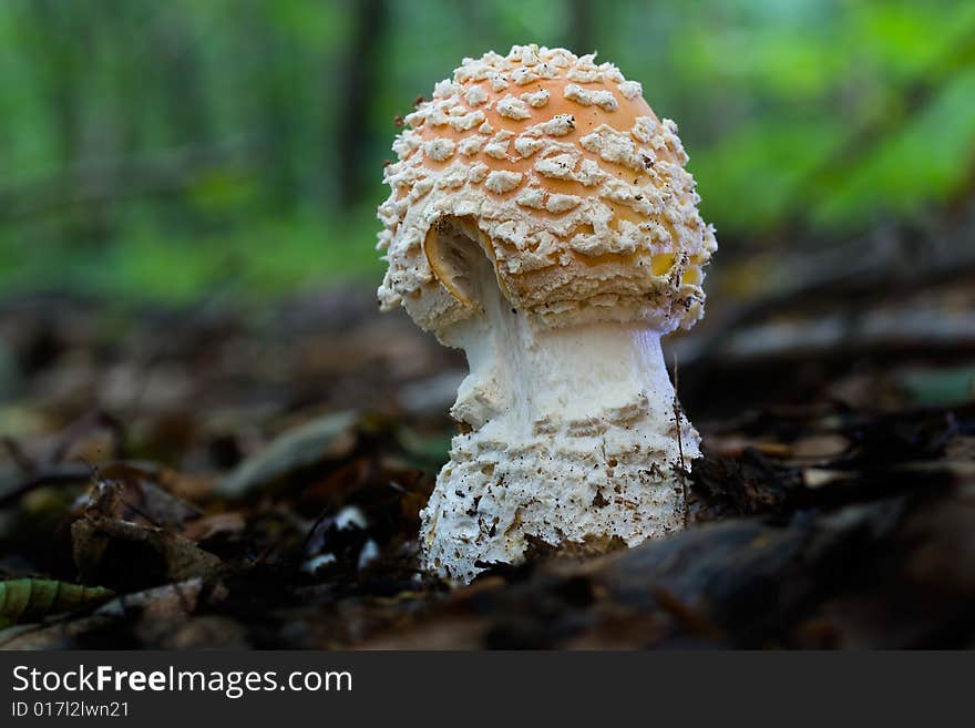 Amanita muscaria (2)