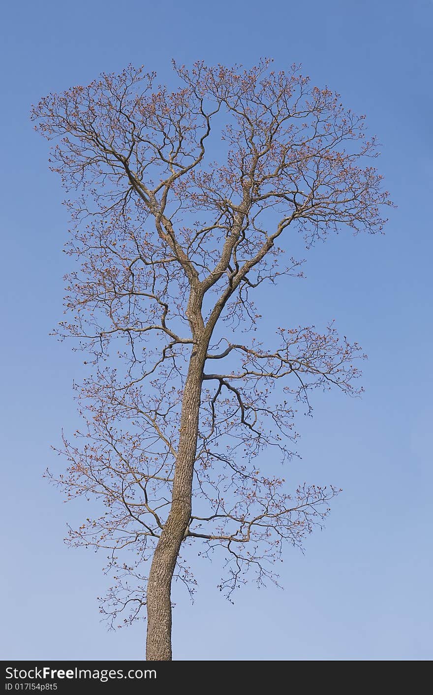 Bare tree in spring against clear blue sky