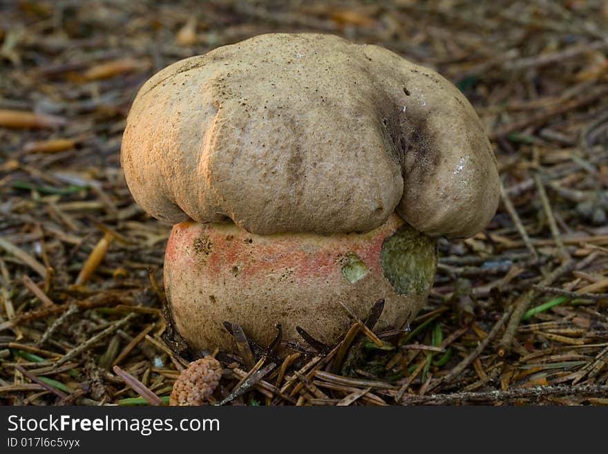 Boletus calopus (2)