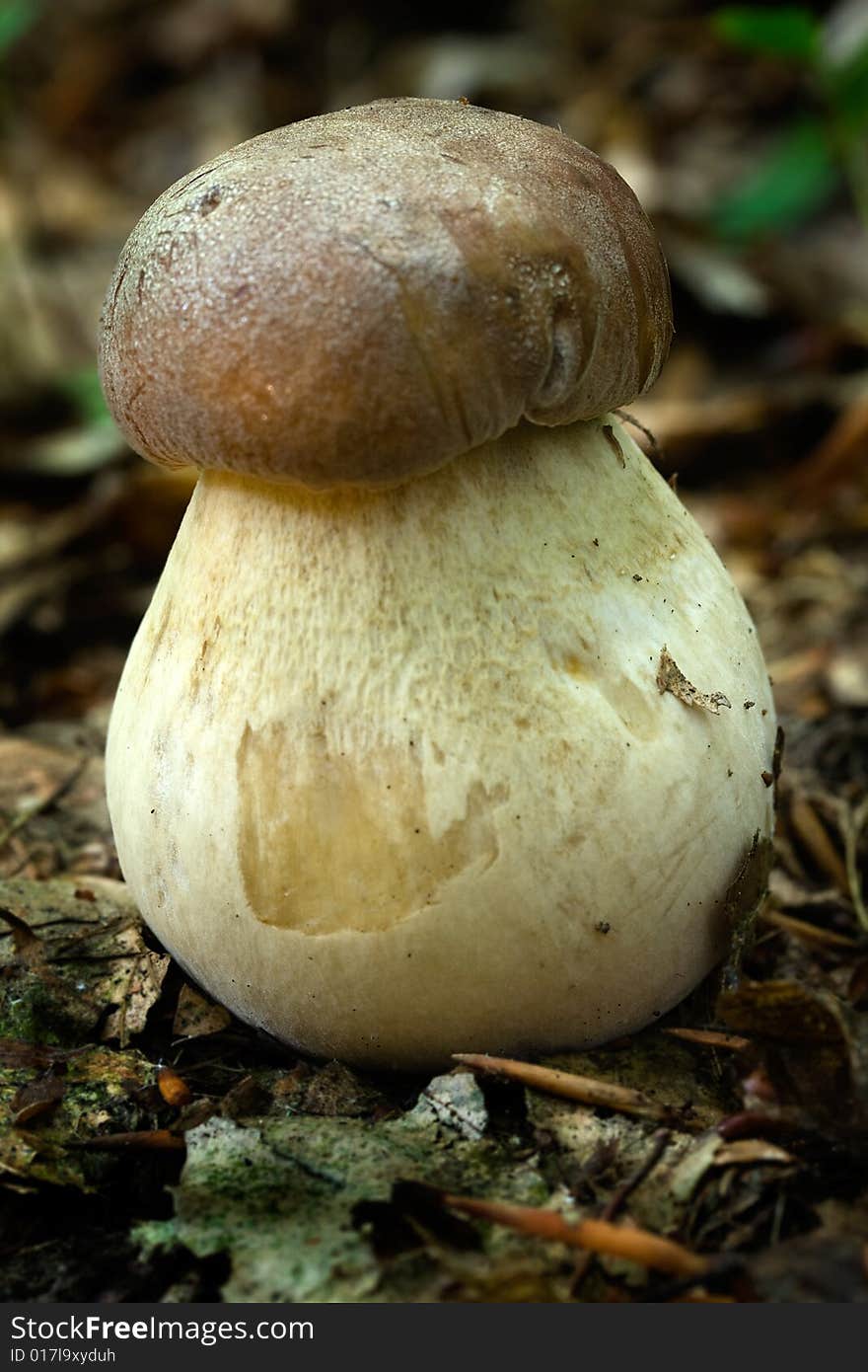 Boletus edulis (4)