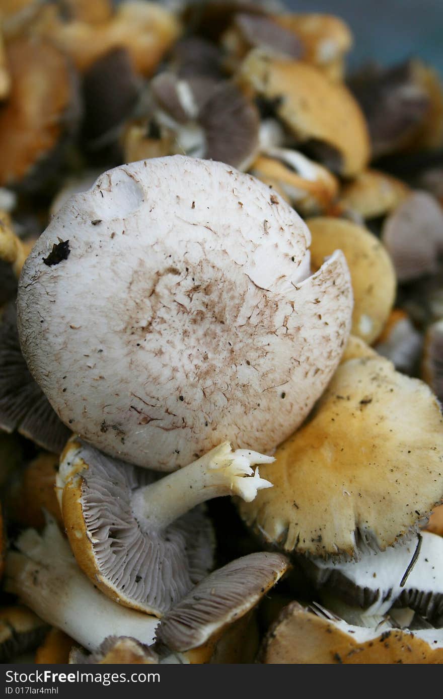 Close up view of fresh mushrooms