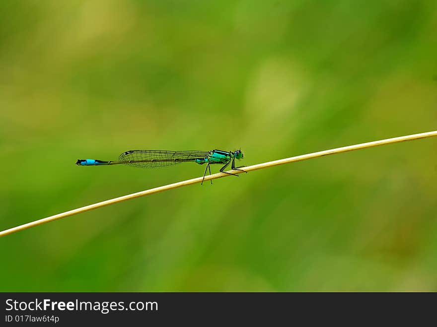 Close-up of a dragon fly on a branch. Close-up of a dragon fly on a branch
