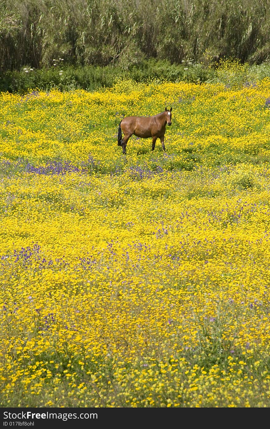 Horse in field