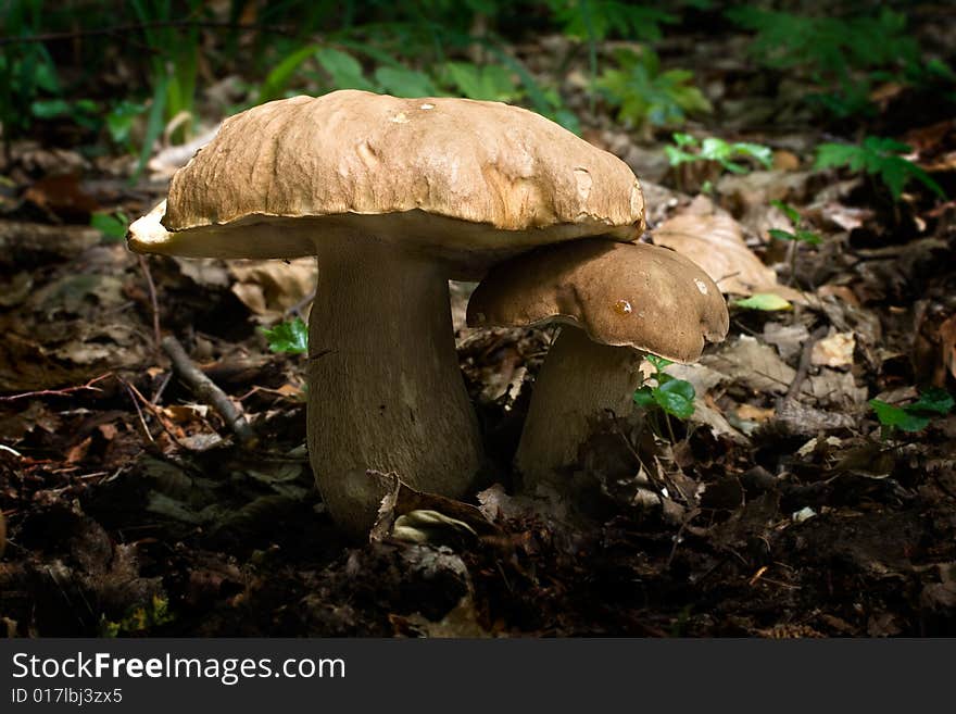 Boletus Edulis (7)