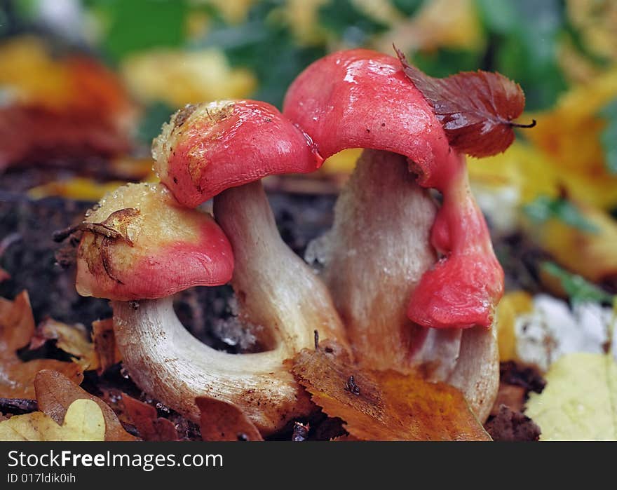 Mushrooms with red hats