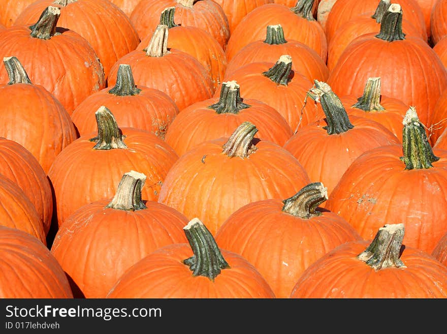 Bunch of pumpkins