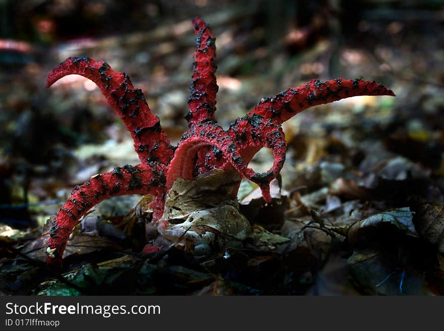 The photos of mushrooms in the native habitat. The photos of mushrooms in the native habitat