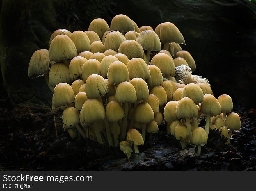 Coprinus Micaceus (1)