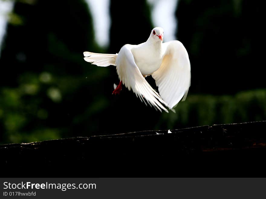 flying pigeon