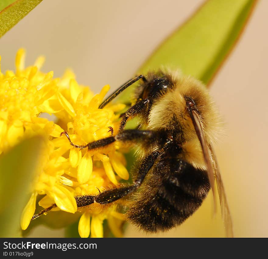 Bee pollinating yellow flower macro shot