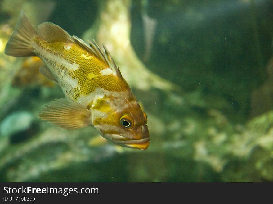 A large gold and silver fish in a tropical aquarium. A large gold and silver fish in a tropical aquarium