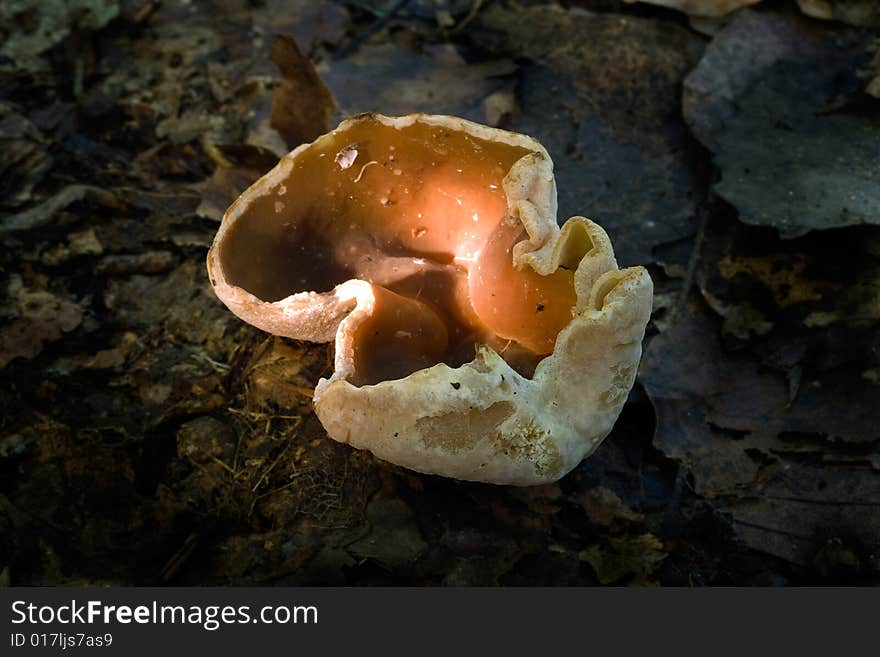 The photos of mushrooms in the native habitat. The photos of mushrooms in the native habitat